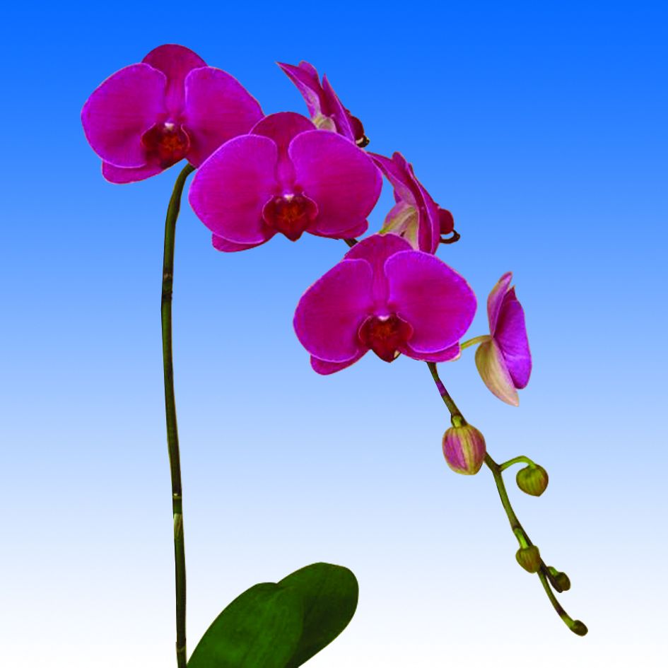 Phalaenopsis orchid