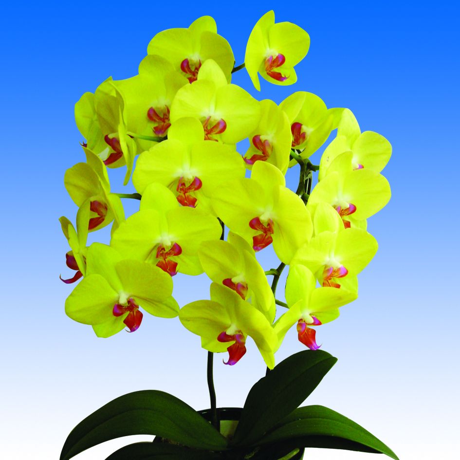 Phalaenopsis orchid