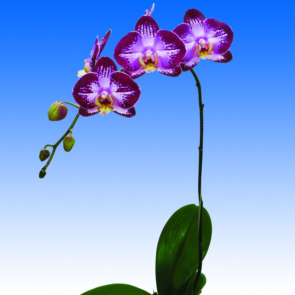 Phalaenopsis orchid