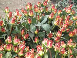 Green Houses Flower