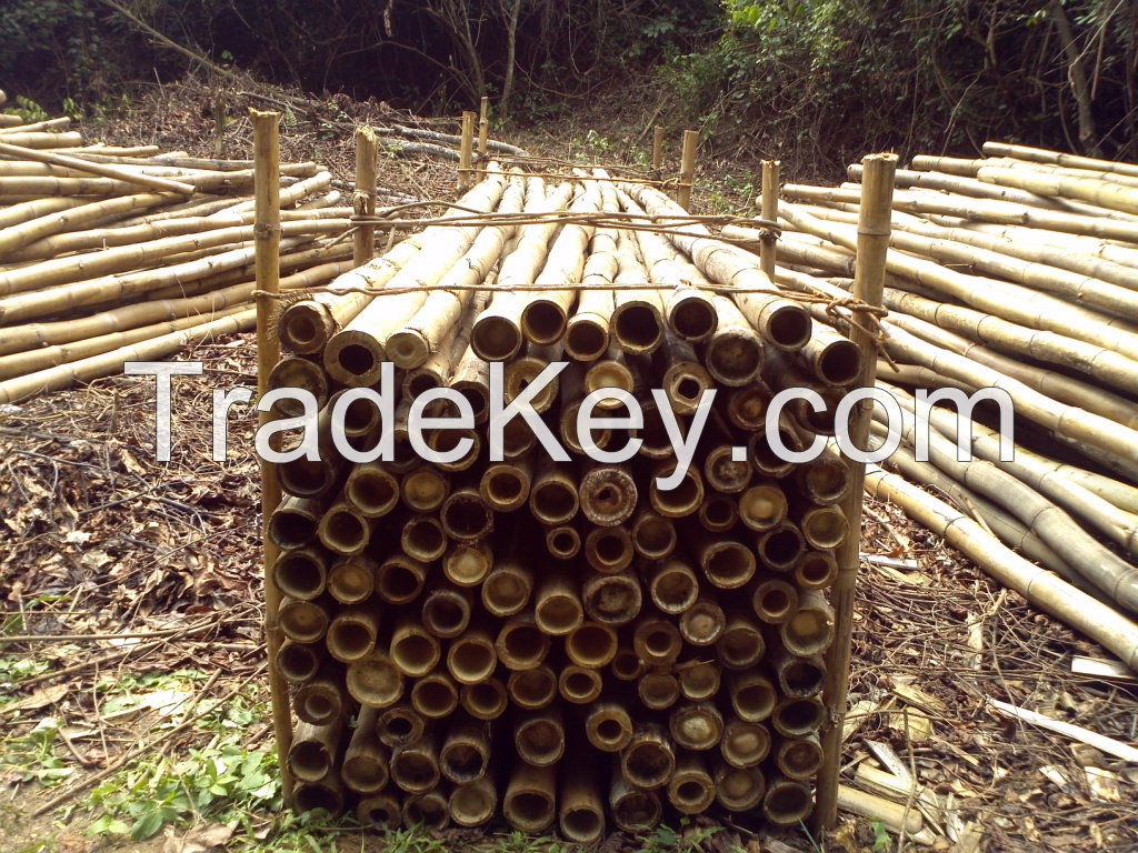 Fantastic Price on Bamboo Poles!