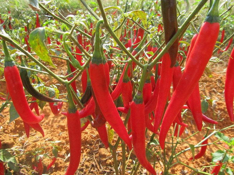 FRESH CHILLI