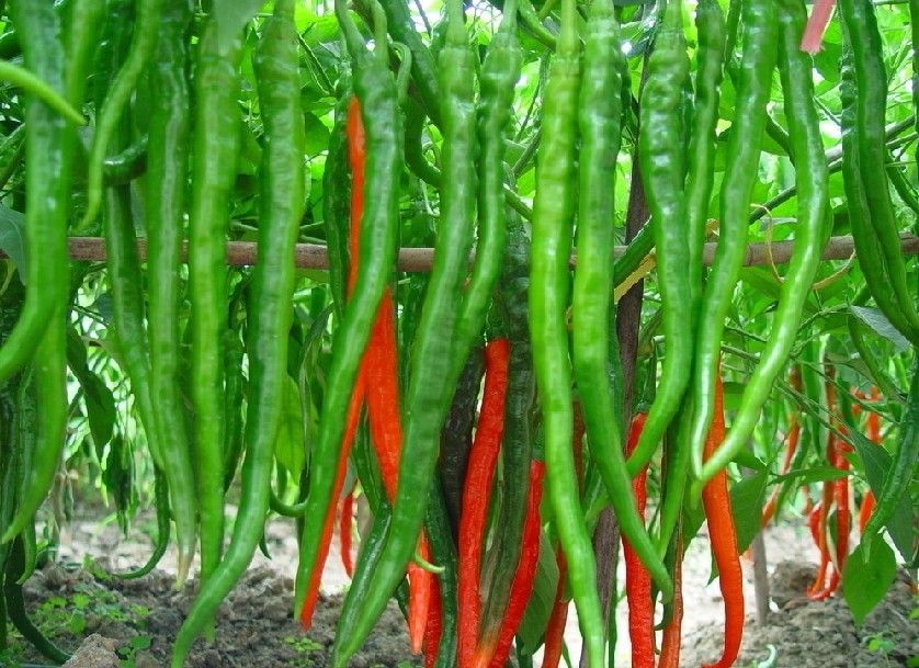 FRESH CHILLI