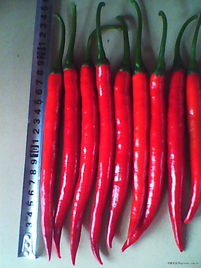 FRESH CHILLI