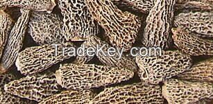 Morel Mushrooms