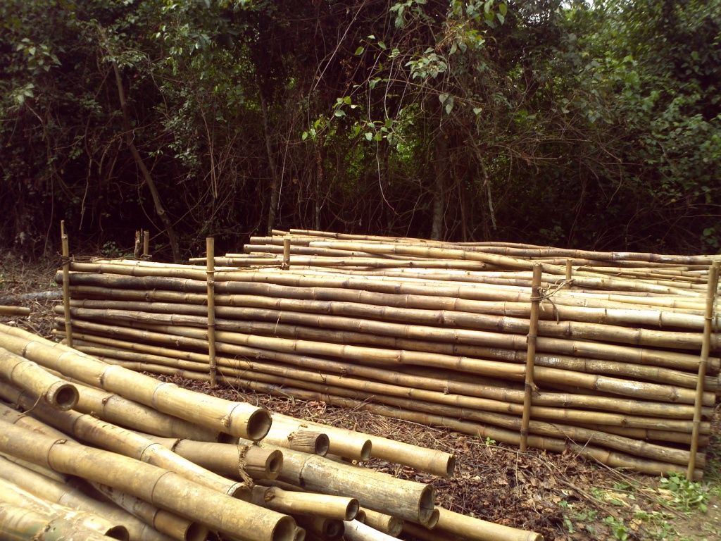 SUPER DRY BAMBOO POLES