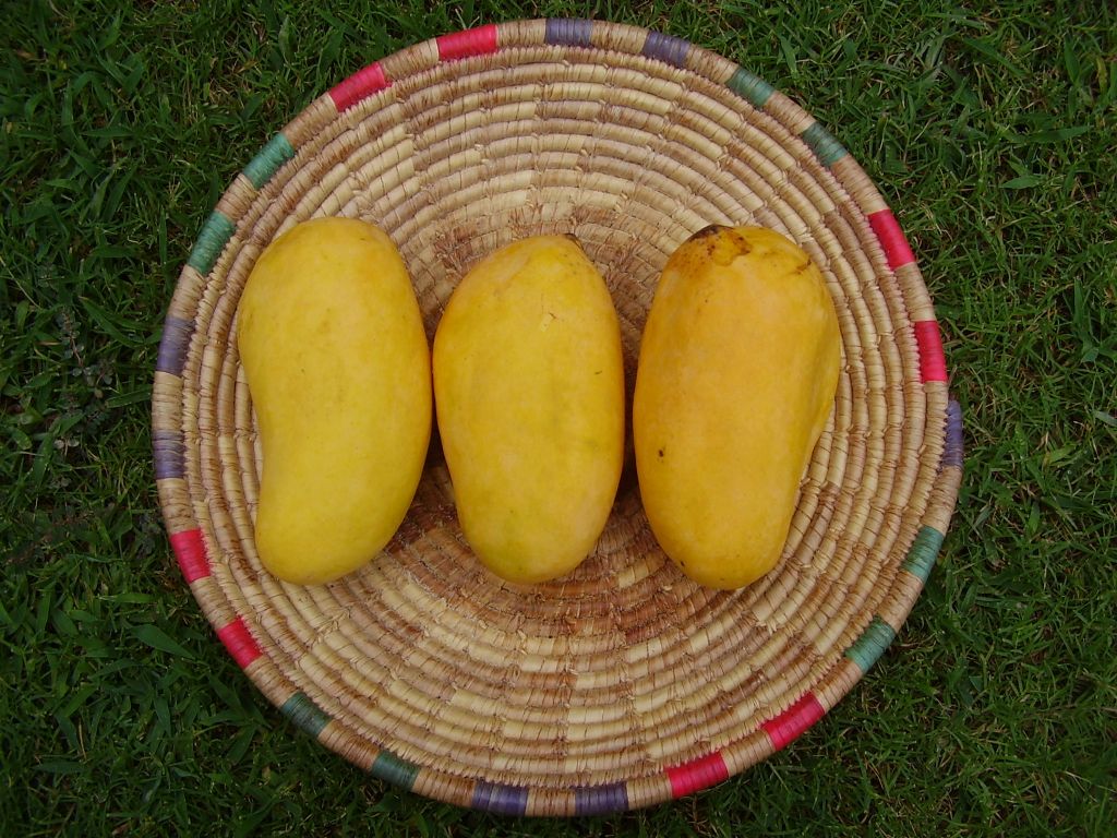 Sweet Mangoes for sale in Bulk!