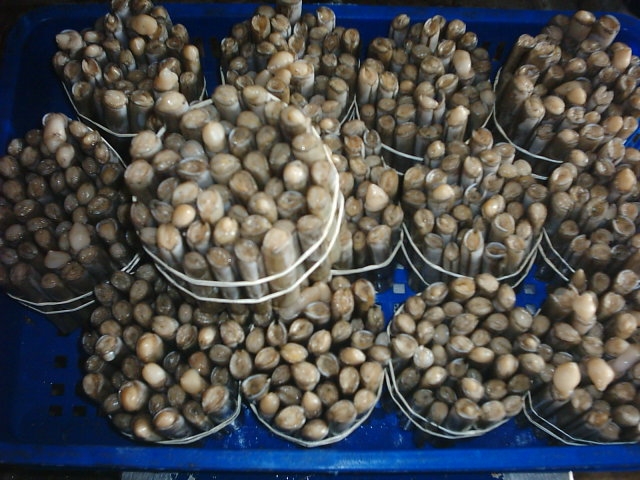 Live Razor Clam