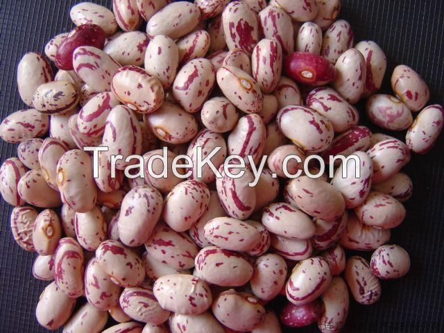 2017New Crop light speckled kidney beans