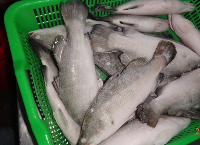 Asian Sea Bass Lates Calcarifer Barramundi