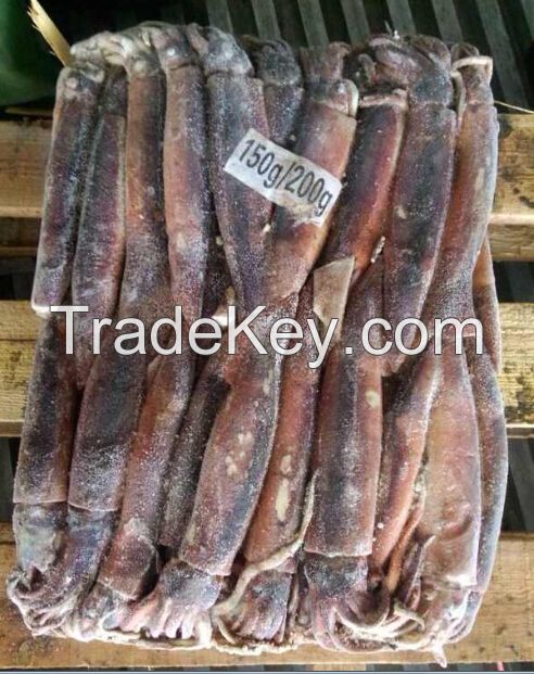 Frozen Argentina Illex Squid