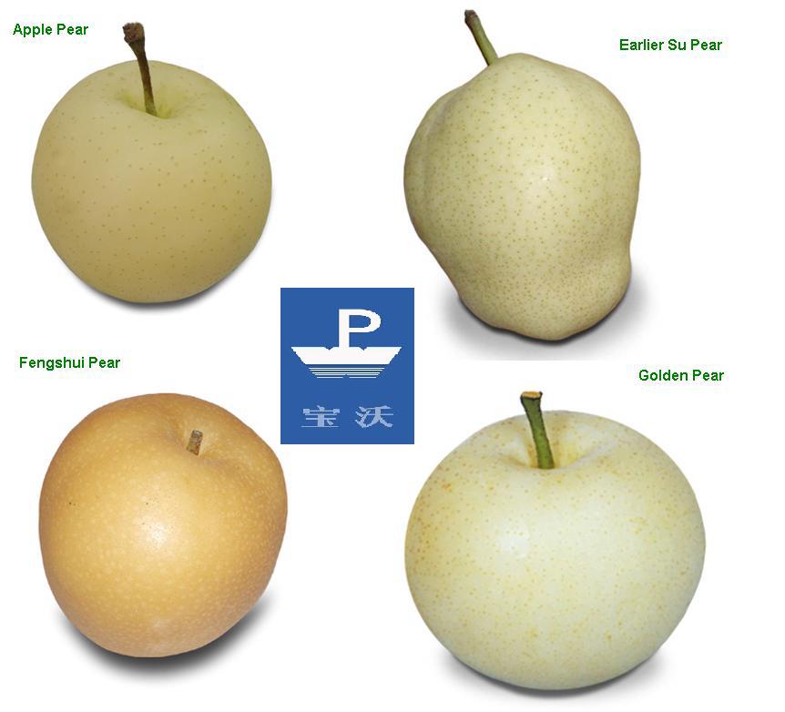 Chinese Pear