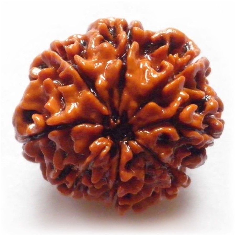 Nepalese Rudraksha