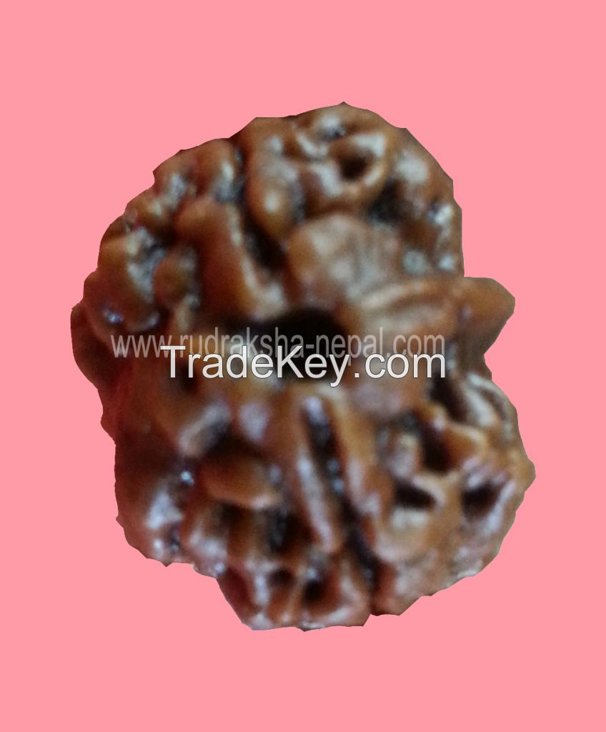 Nepalese Rudraksha