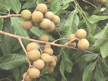 Fresh Vietnamese longan