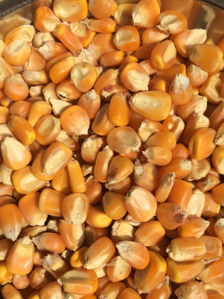 Yellow Corn/Maize for Animal/Poultry Feed