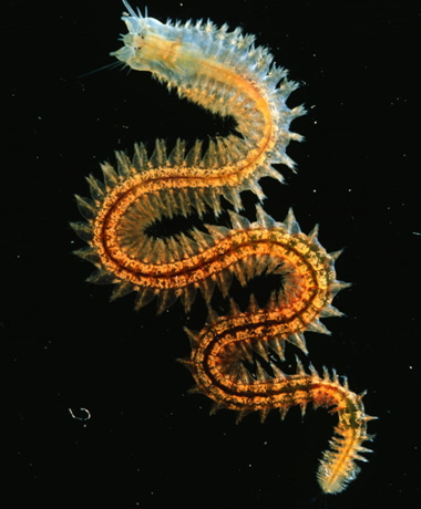 clam worm