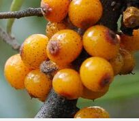 SeaBuckthorn Fruit Extract