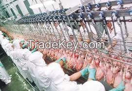 Refrigerator poultry, slaughter 700, 000 chickens per day Huge in Brazil
