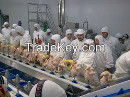 Refrigerator poultry, slaughter 700, 000 chickens per day Huge in Brazil