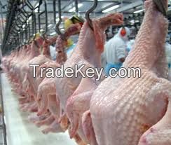 Refrigerator poultry, slaughter 700, 000 chickens per day Huge in Brazil