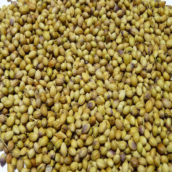 CORIANDER DOUBLE PARROT