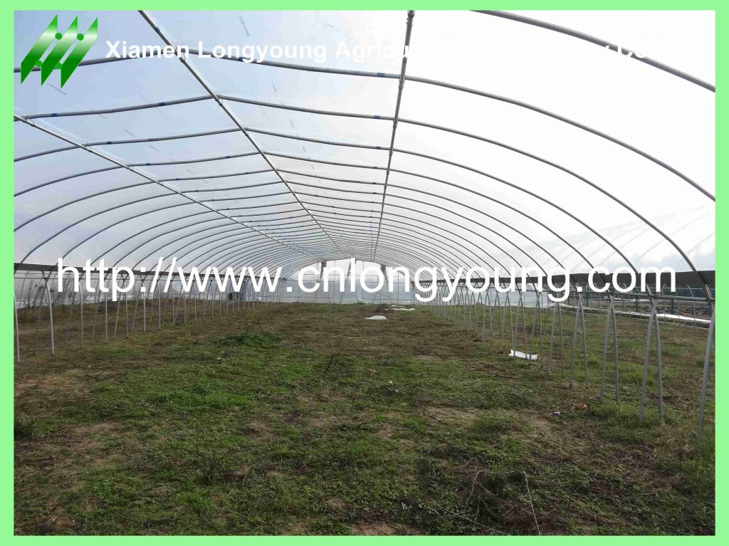 tunnel-connected greenhouse
