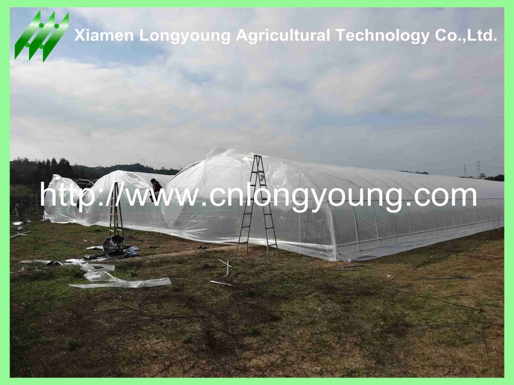 tunnel-connected greenhouse