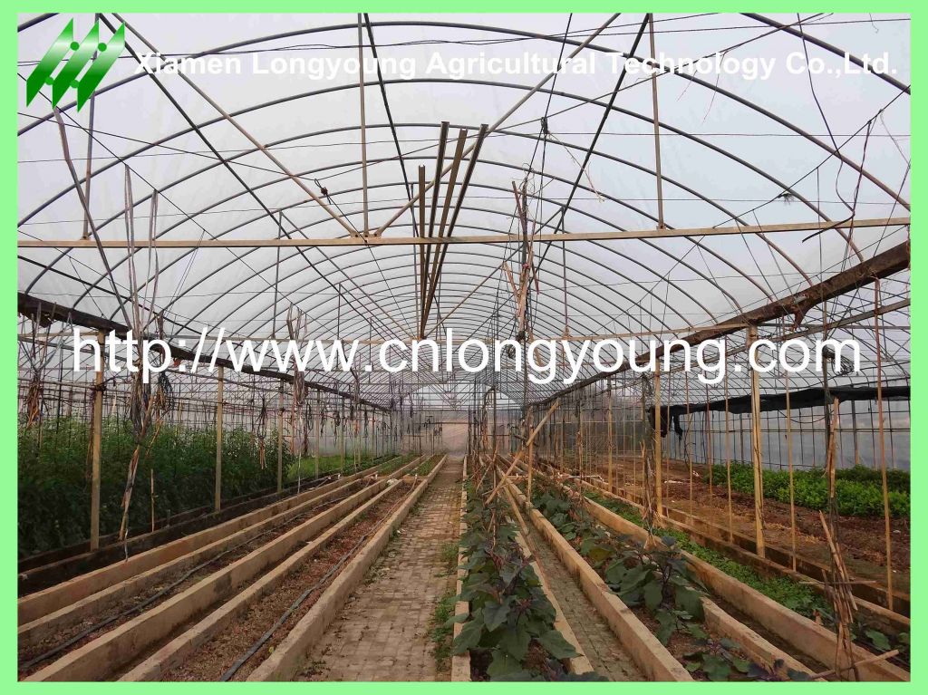 tunnel greenhouse hot sale