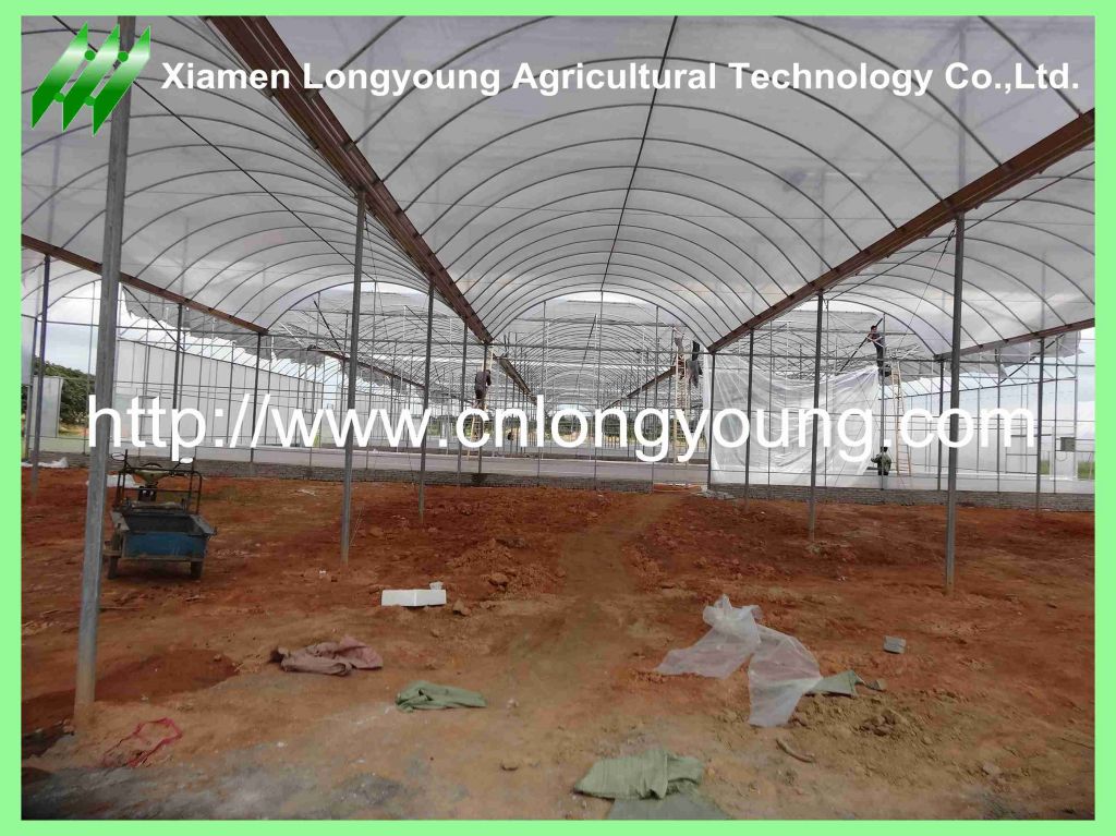 tunnel greenhouse hot sale