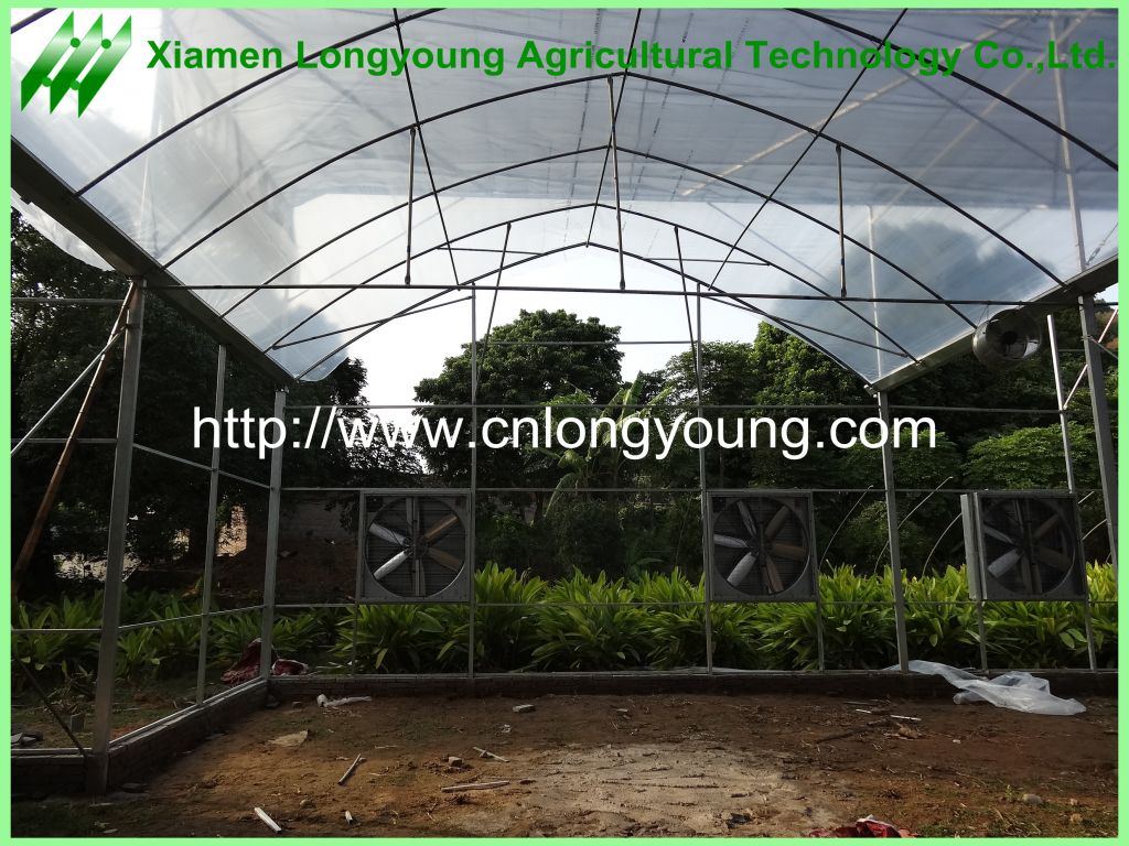 cheap agriculture greenhouse sale