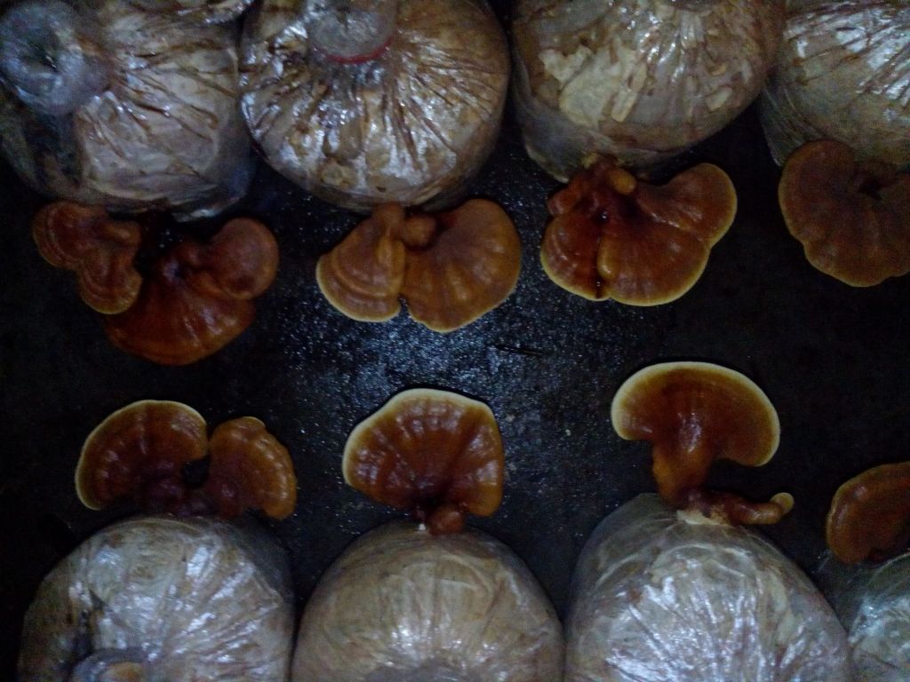 gamoderma mushroom
