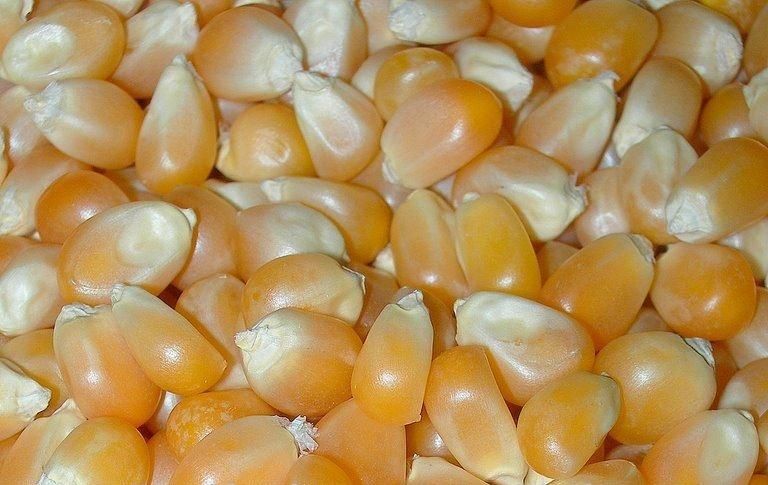 yellow corn (Ukrainian origin)