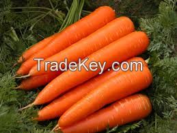Carrots from the Netherlands