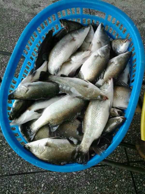 Frozen barramundi Asian seabass( lates cacarifer)