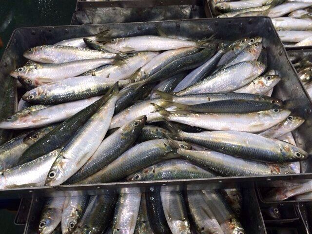 Frozen sardines, Sardinella jussieu