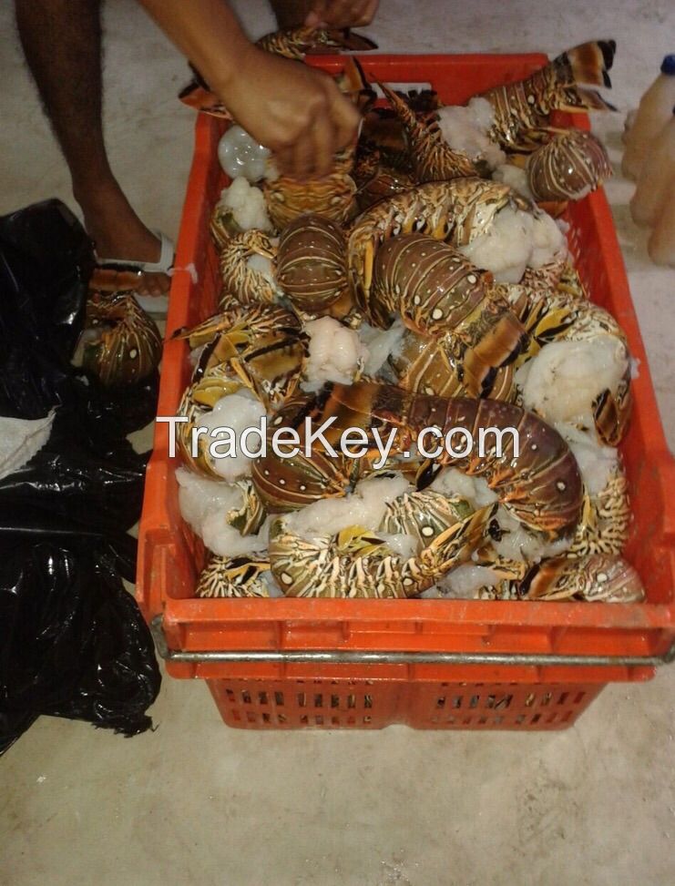 *** Caribbean Lobster from Mexico *** Best Quality