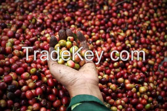 CERTIFICATED ORGANIC COFFEE BEANS FROM MEXICO - HIGH QUALITY