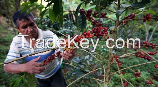 CERTIFICATED ORGANIC COFFEE BEANS FROM MEXICO - HIGH QUALITY