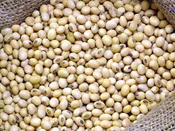 organic soybean/soya bean from Africa 