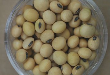 organic soybean/soya bean from Africa 