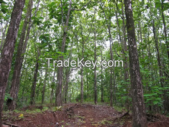 Teak (Tectona grandis), marine, Costa Rica