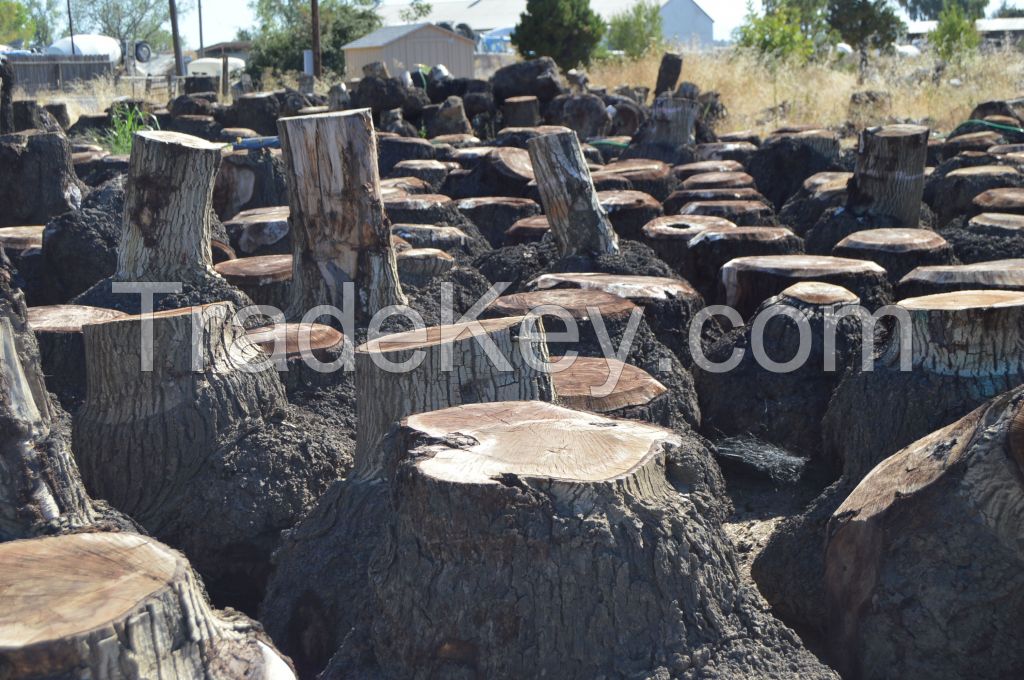 California Claro Walnut Clusters and Burls for Veneer or Slabs