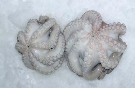 Frozen octopus
