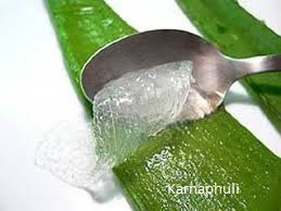 Aloe Vera Leaf