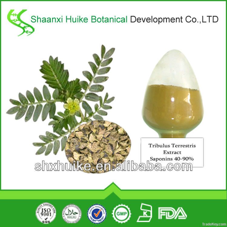 Tribulus terrestris Extract