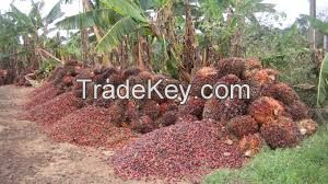 Crude and Refined Palm Oil