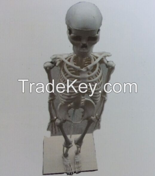 Human Body Model Human Skeleton