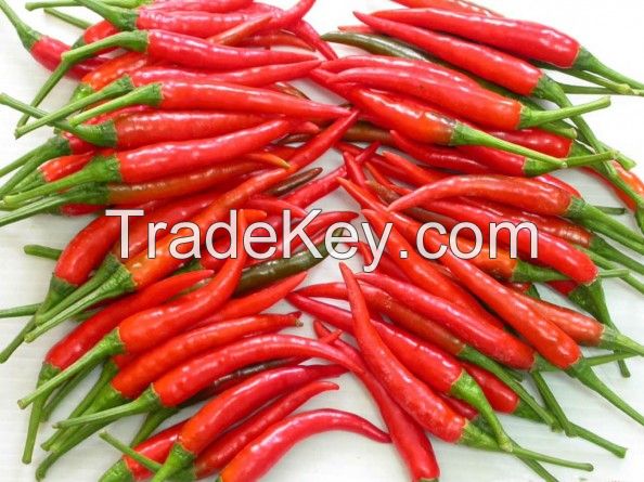 Fresh Red Chili Padi