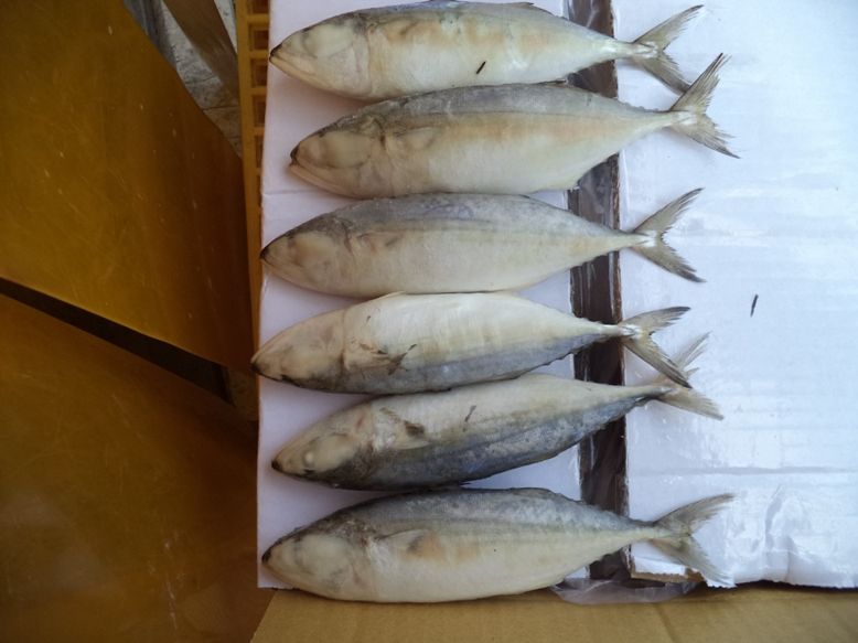 Indian mackerel